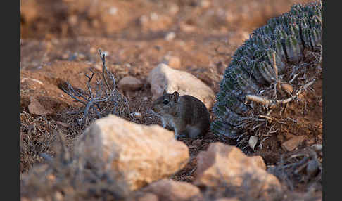 Große Marokkanische Rennmaus (Merionis grandis)