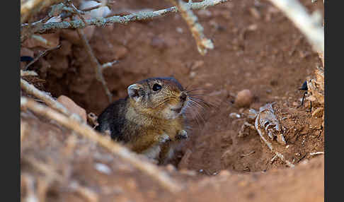 Fette Sandratte (Psammomys obesus)