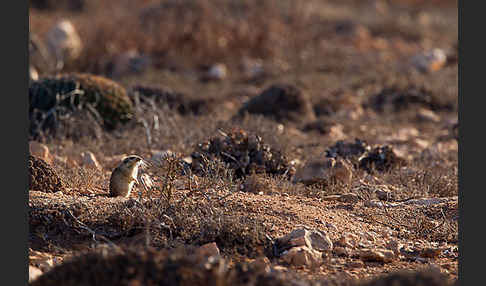 Fette Sandratte (Psammomys obesus)