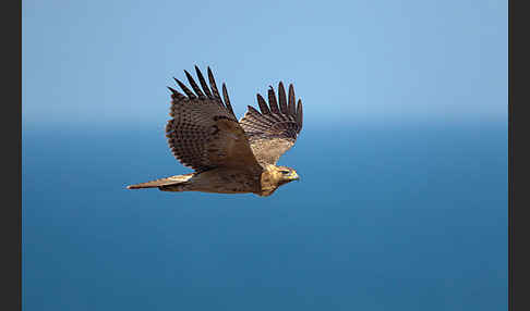 Habichtsadler (Aquila fasciata)