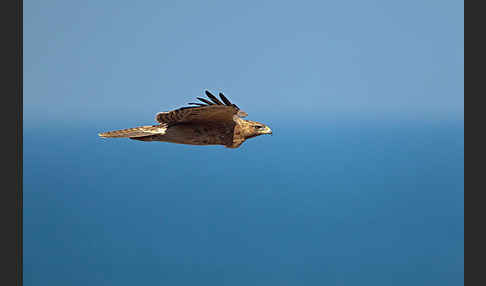 Habichtsadler (Aquila fasciata)