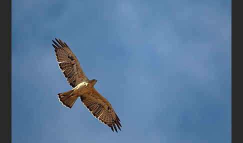 Habichtsadler (Aquila fasciata)