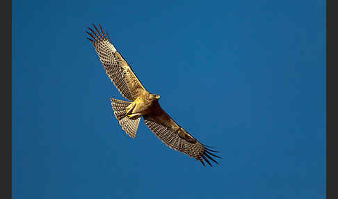 Habichtsadler (Aquila fasciata)