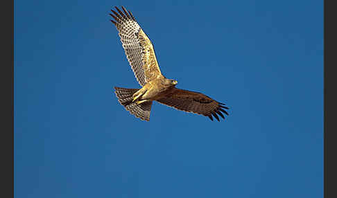 Habichtsadler (Aquila fasciata)