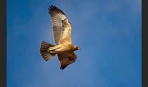 Habichtsadler (Aquila fasciata)