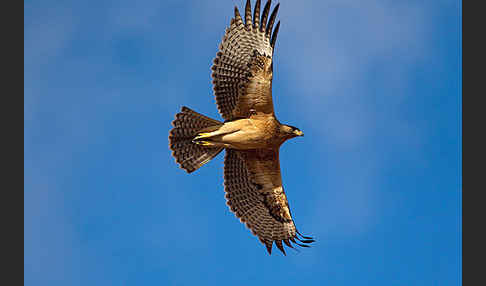 Habichtsadler (Aquila fasciata)