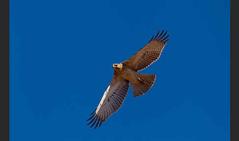 Habichtsadler (Aquila fasciata)