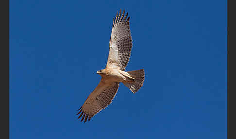 Habichtsadler (Aquila fasciata)