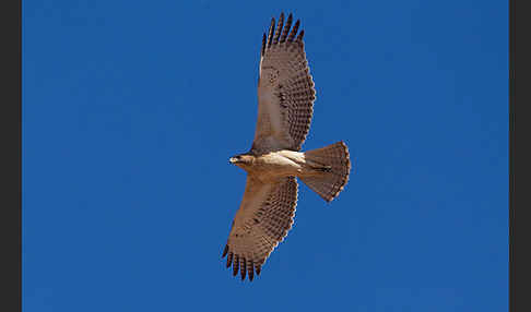 Habichtsadler (Aquila fasciata)