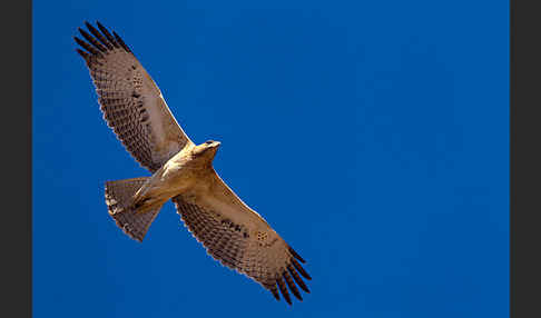 Habichtsadler (Aquila fasciata)