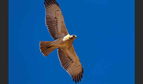 Habichtsadler (Aquila fasciata)