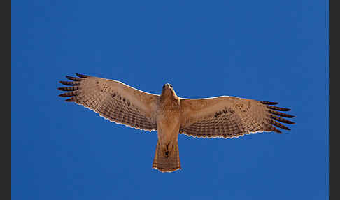 Habichtsadler (Aquila fasciata)