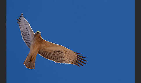 Habichtsadler (Aquila fasciata)