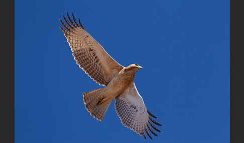 Habichtsadler (Aquila fasciata)