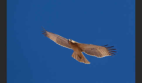 Habichtsadler (Aquila fasciata)