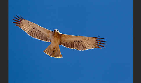 Habichtsadler (Aquila fasciata)