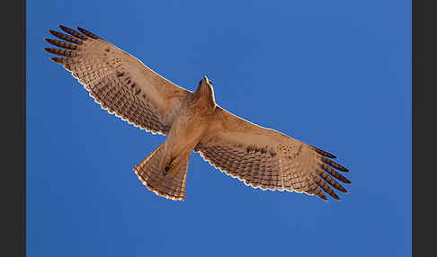 Habichtsadler (Aquila fasciata)