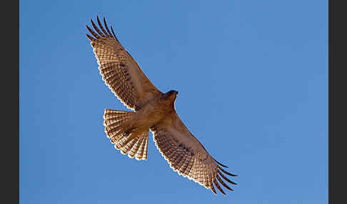 Habichtsadler (Aquila fasciata)