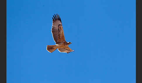 Habichtsadler (Aquila fasciata)