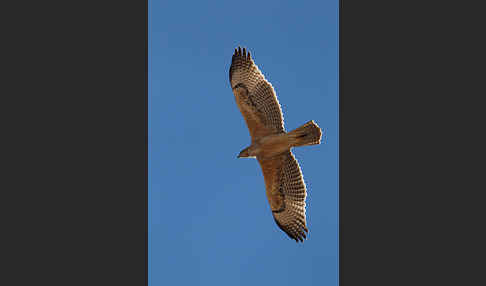 Habichtsadler (Aquila fasciata)