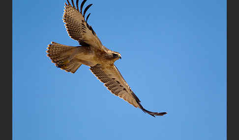 Habichtsadler (Aquila fasciata)