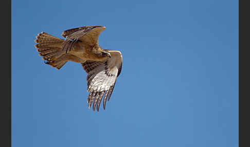 Habichtsadler (Aquila fasciata)