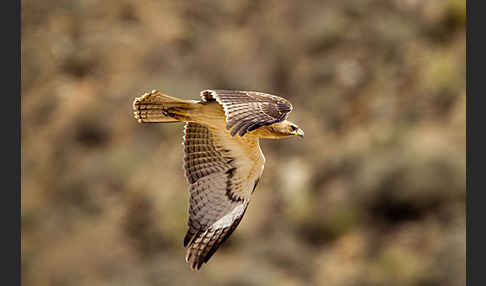 Habichtsadler (Aquila fasciata)