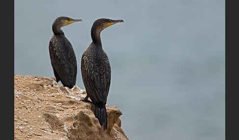 Kormoran (Phalacrocorax carbo)