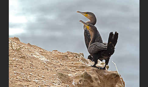 Kormoran (Phalacrocorax carbo)