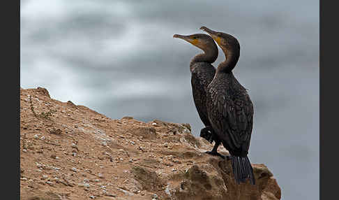 Kormoran (Phalacrocorax carbo)