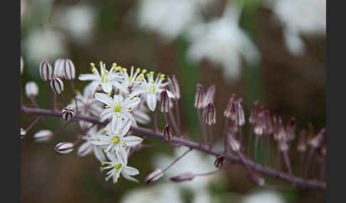 Meerzwiebel (Drimia maritima)