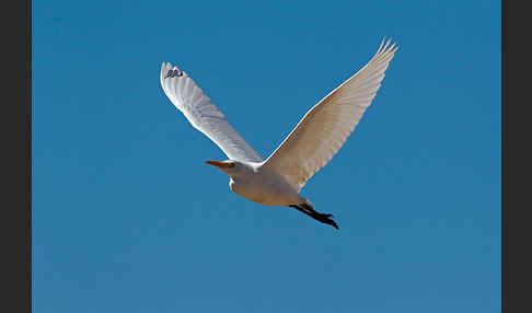 Kuhreiher (Bubulcus ibis)