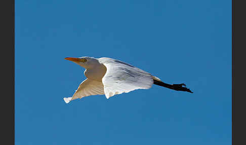 Kuhreiher (Bubulcus ibis)