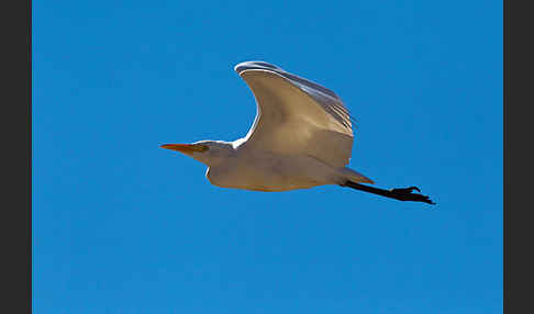 Kuhreiher (Bubulcus ibis)