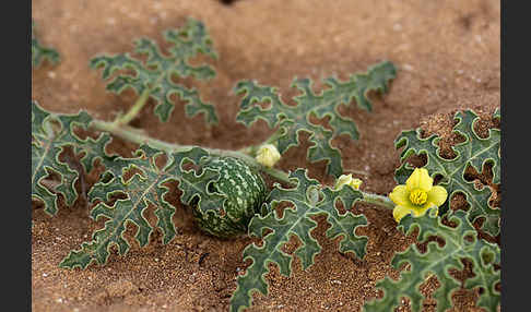 Koloquinte (Citrullus colocynthis)