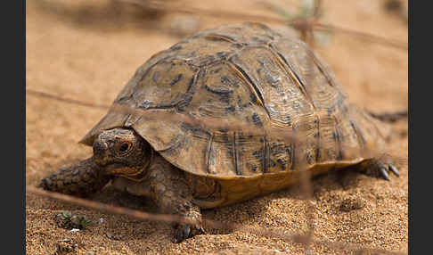 Maurische Landschildkröte (Testudo graeca)