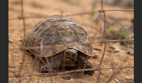 Maurische Landschildkröte (Testudo graeca)