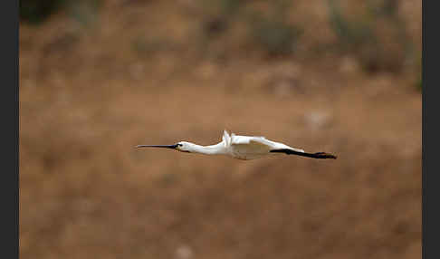 Löffler (Platalea leucorodia)