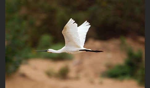 Löffler (Platalea leucorodia)