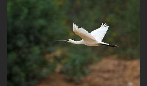 Löffler (Platalea leucorodia)