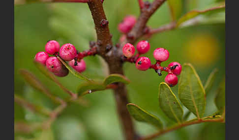 Mastixstrauch (Pistacia lentiscus)