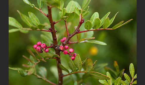 Mastixstrauch (Pistacia lentiscus)