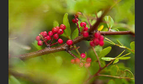 Mastixstrauch (Pistacia lentiscus)