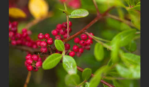 Mastixstrauch (Pistacia lentiscus)