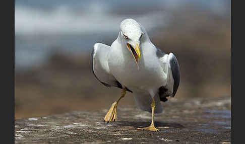 Mittelmeermöwe (Larus michahellis)