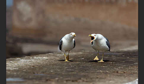 Mittelmeermöwe (Larus michahellis)