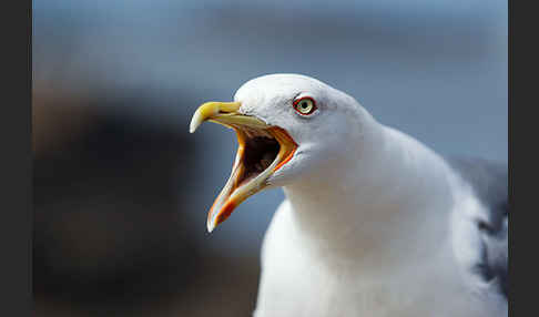 Mittelmeermöwe (Larus michahellis)