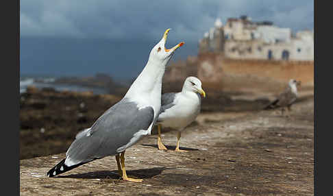 Mittelmeermöwe (Larus michahellis)