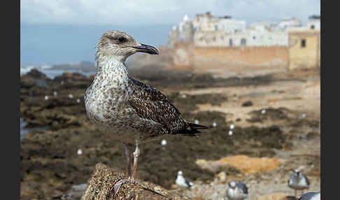 Mittelmeermöwe (Larus michahellis)