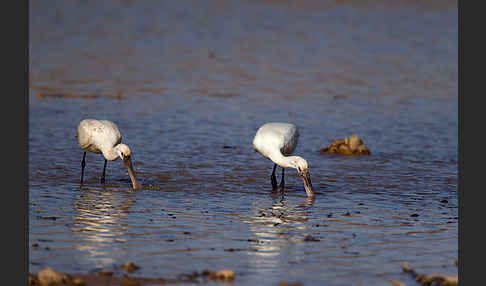 Löffler (Platalea leucorodia)